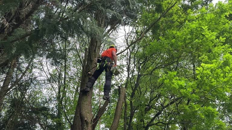 Best Tree Preservation Services  in Anza, CA